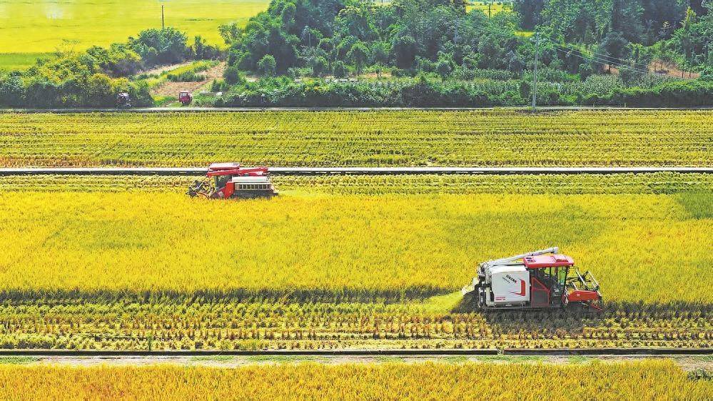 金秋好“豐”景 32萬畝水稻開鐮收割