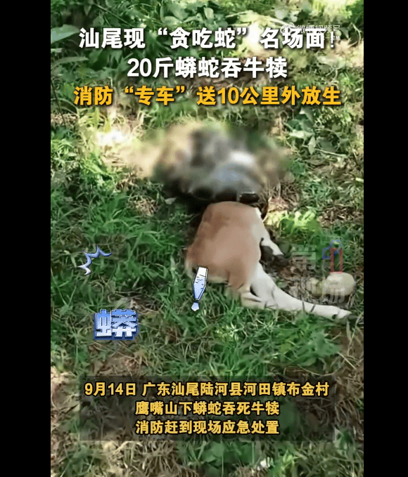 廣東上演現(xiàn)實(shí)版貪吃蛇！汕尾驚現(xiàn)20斤大蟒蛇生吞牛犢；不幸遇到蛇怎么辦，快來看看這份手冊(cè)
